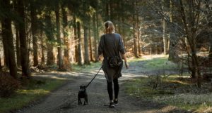A woman walking a dog in a woodland area