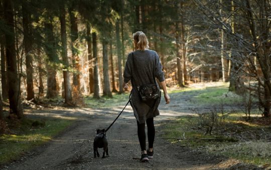 A woman walking a dog in a woodland area