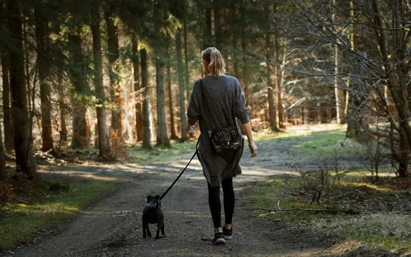 A woman walking a dog in a woodland area