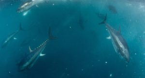 Several bluefin tuna seen just under the ocean surface, diving downwards