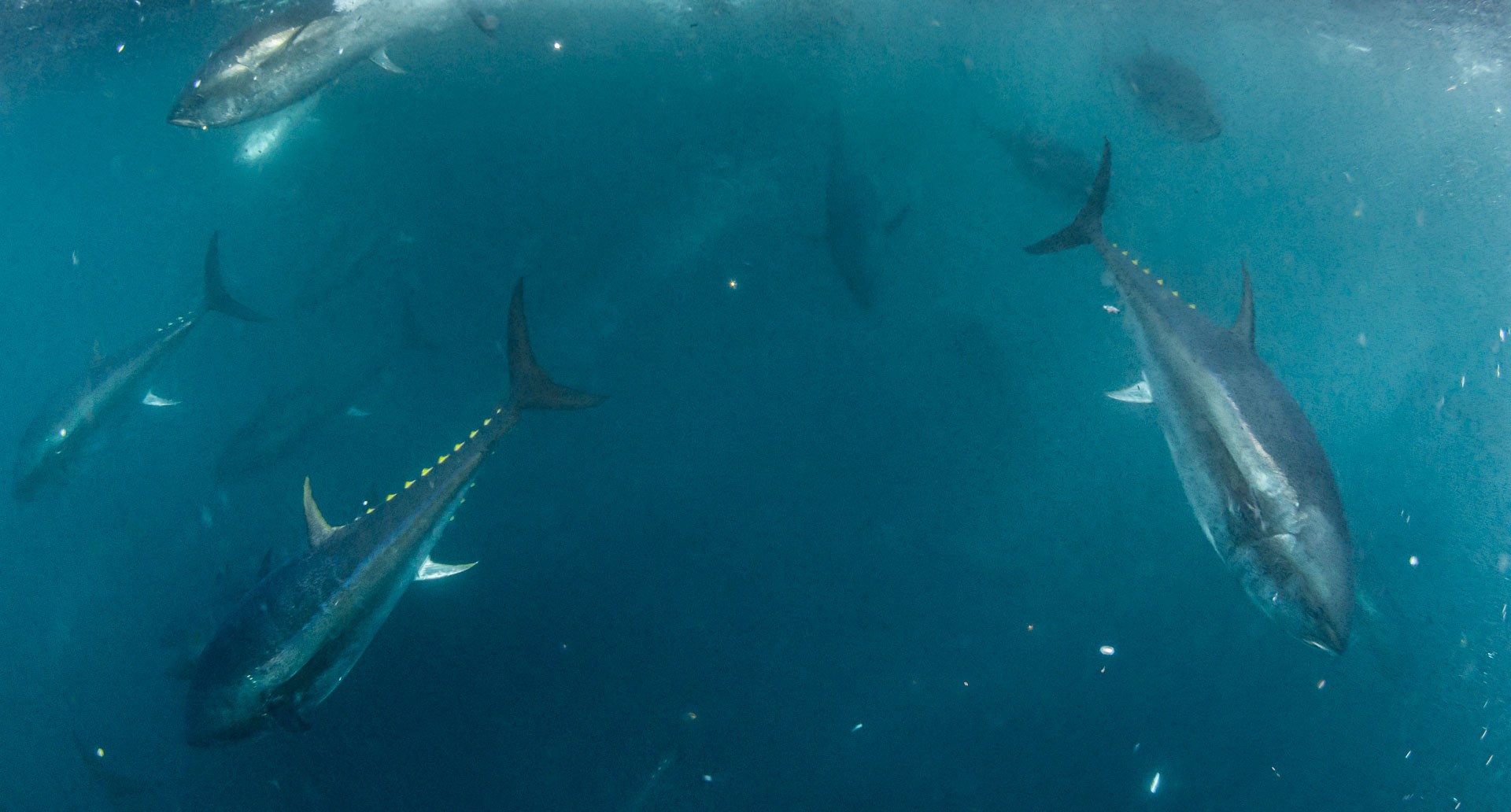 Several bluefin tuna seen just under the ocean surface, diving downwards