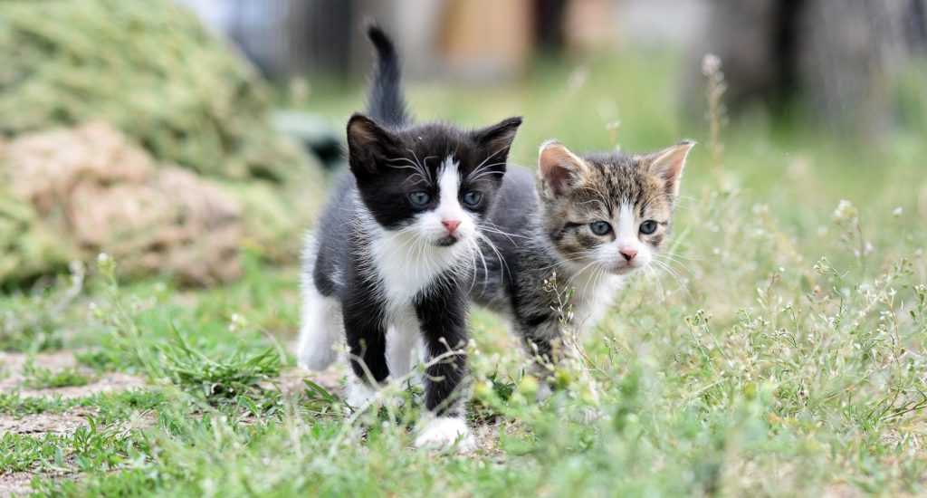 Two kittens walking on grass