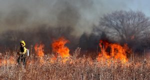 A firefighter walking in a field, with the vegetation on fire in the background