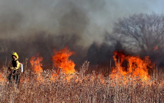 A firefighter walking in a field, with the vegetation on fire in the background