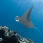 Chagos study highlights value of vast Marine Protected Areas