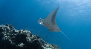 A manta ray swimming upwards, with sunlight visible filtering through the water