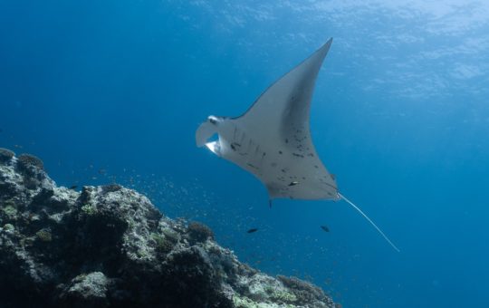 A manta ray swimming upwards, with sunlight visible filtering through the water
