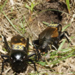 ‘Big Brother for crickets’ celebrates two decades of remarkable research