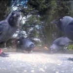 Adult jackdaws learn to show tolerance towards youngsters in potentially valuable lesson for humans