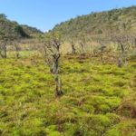 New research reveals ancient alliance between woody plants and microbes has potential to protect precious peatlands