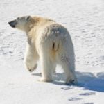 Protect biodiversity ‘processes’ – not just pandas and polar bears