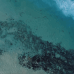 ‘Begging behaviour’ resulted in rare shark attack