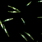 New research reveals a hierarchy of nutrient stress responses in marine diatoms faced with nitrogen and phosphorus co-limitation