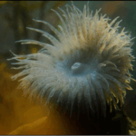 Exeter researcher nominated for a “Green Oscar” for innovative wildlife film