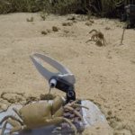 Robot crab reveals how males compete in claw-waving contest