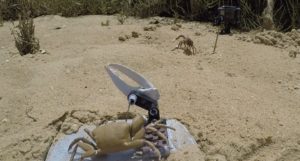 A robot crab in the foreground on a mud flat, with a real male fiddler crab in the background