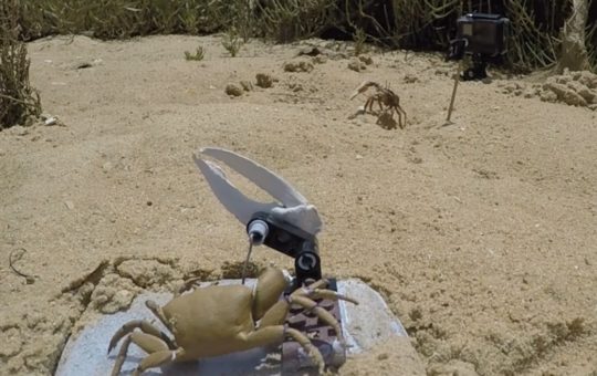 A robot crab in the foreground on a mud flat, with a real male fiddler crab in the background