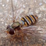 Oil rig study reveals vital role of tiny hoverflies