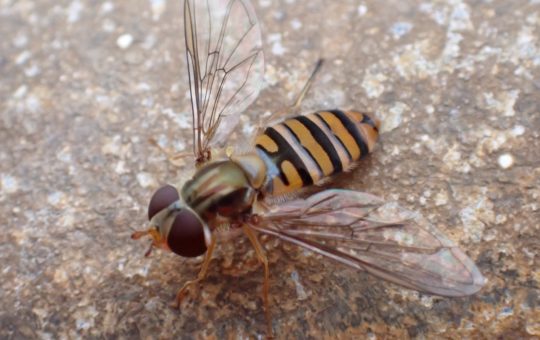 A marmalade hoverfly