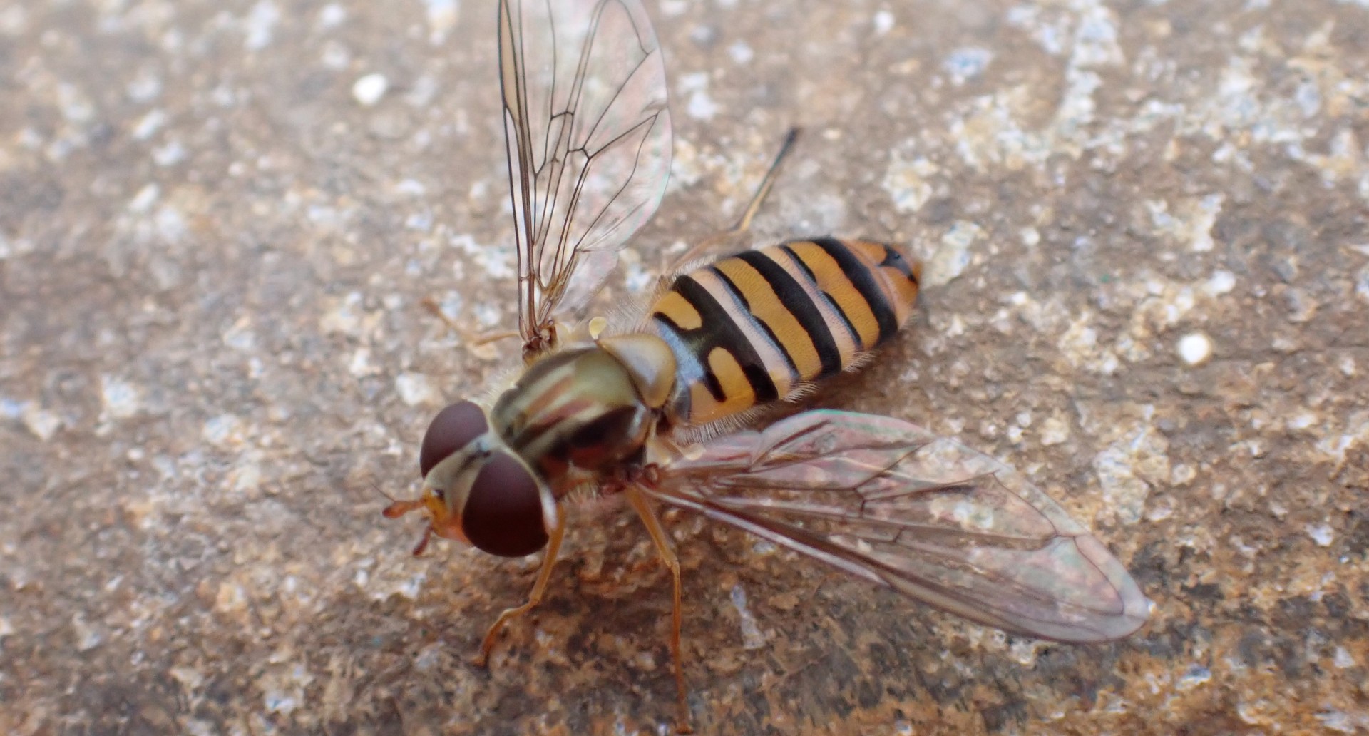 A marmalade hoverfly