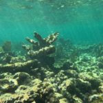 Coral reefs set to stop growing as climate warms