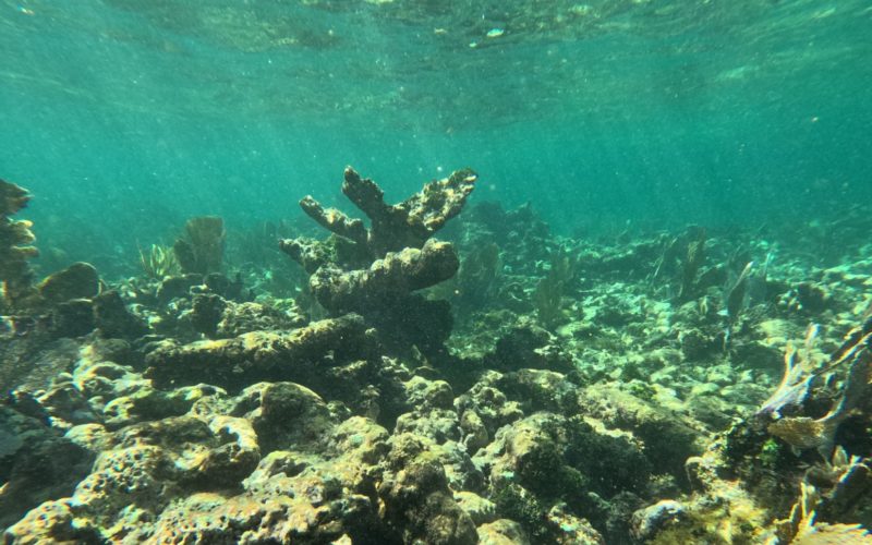 A dead reef - colourless and largely devoid of animal life