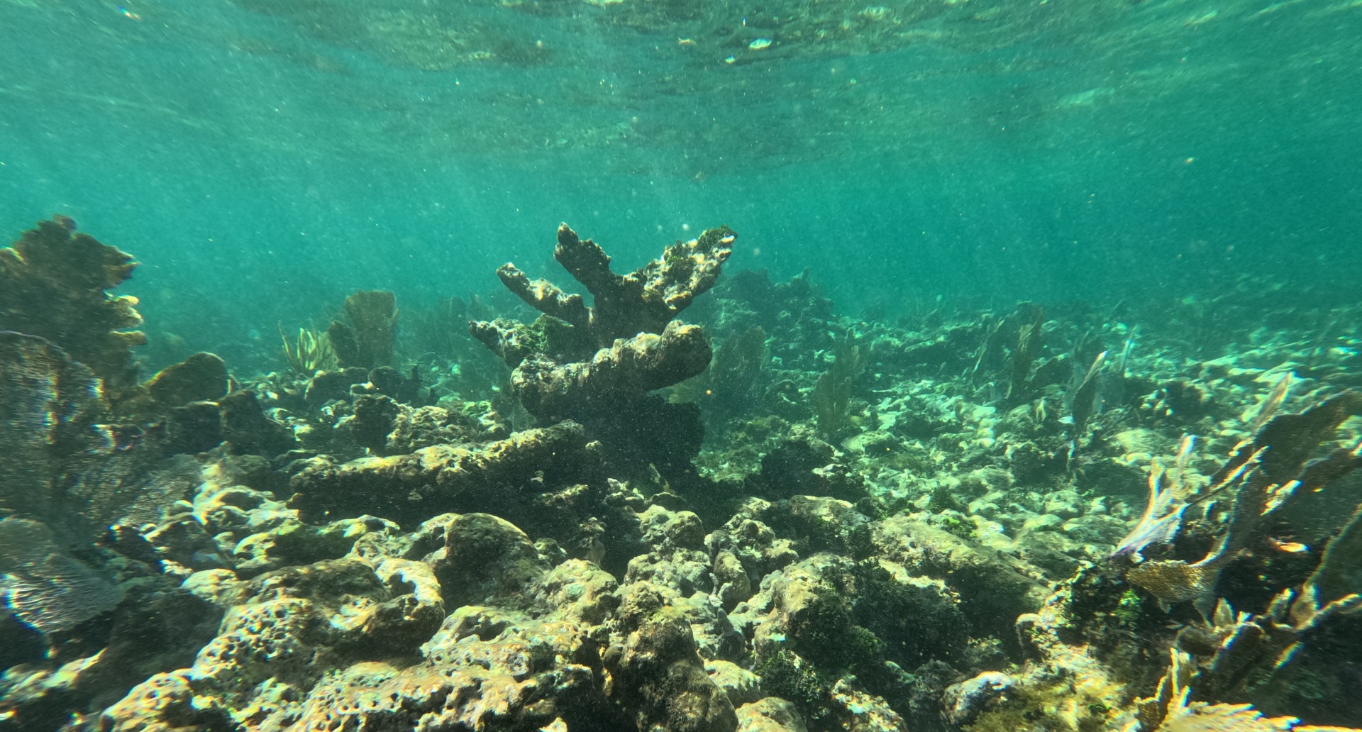 A dead reef - colourless and largely devoid of animal life