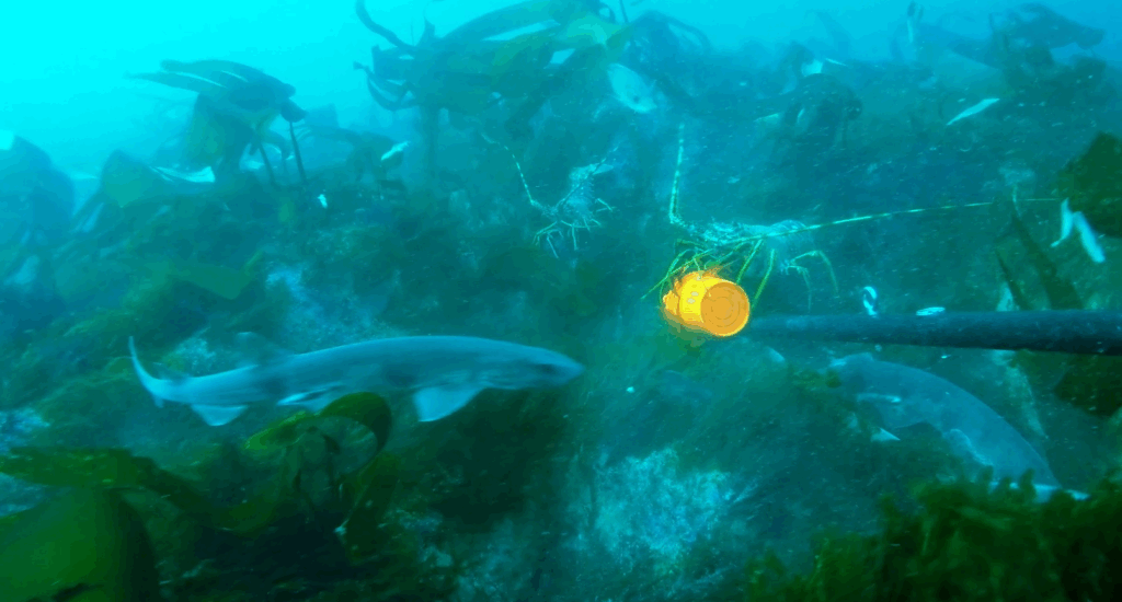 An underwater image of sharks and lobsters approaching a baited camera