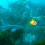Scilly Isles cameras give glimpse of ‘natural’ UK waters