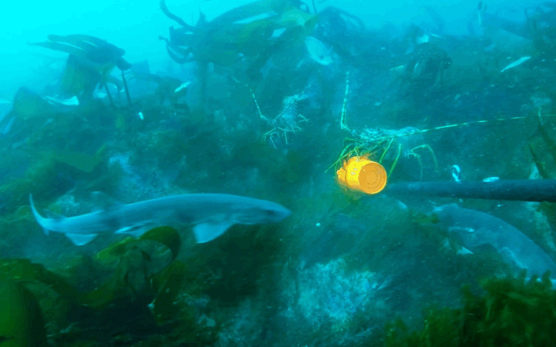 An underwater image of sharks and lobsters approaching a baited camera