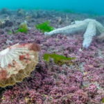 Scientists map the genetic distribution of maerl-forming algae across South West