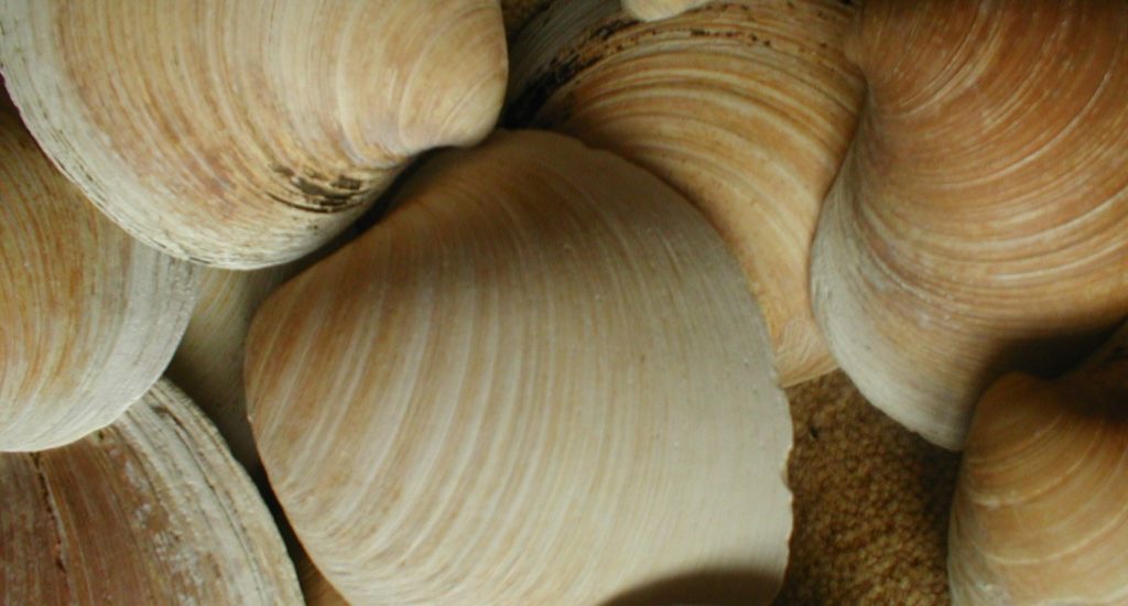 Several large Ocean quahog shells