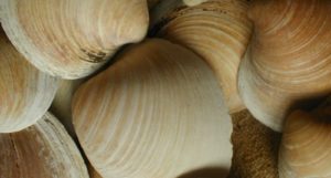 Several large Ocean quahog shells