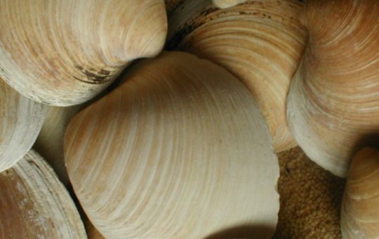 Several large Ocean quahog shells