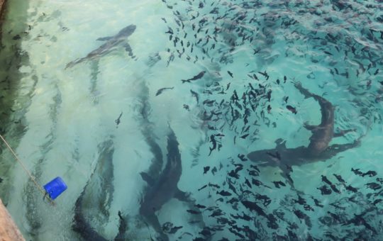 Multiple sharks and other smaller fish swimming in shallow water at the coast of Ascension Island
