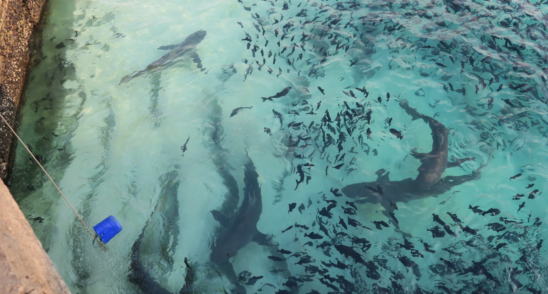 Lessons from Ascension’s shark troubles could help boost conservation