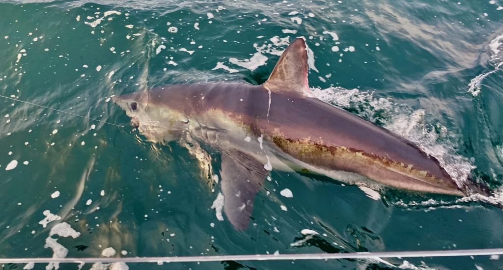 A male porbeagle shark alongside a boat, with a fishing line coming from its mouth