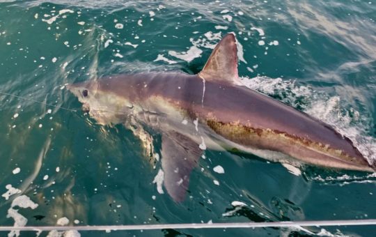 A male porbeagle shark alongside a boat, with a fishing line coming from its mouth