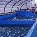 UK prawn farms could spark sustainable seafood revolution