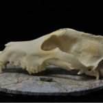 Extensive dog diversity millennia before modern breeding practices