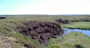 An area of peatland