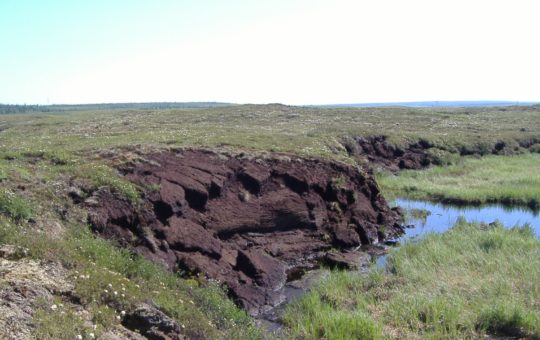 An area of peatland