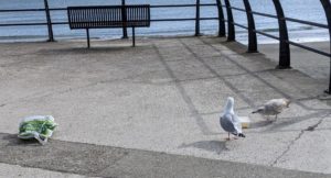 Two seagulls approach a tupperware box of chips. A speaker in a concealed plastic bag either shouts, speaks or plays robin song