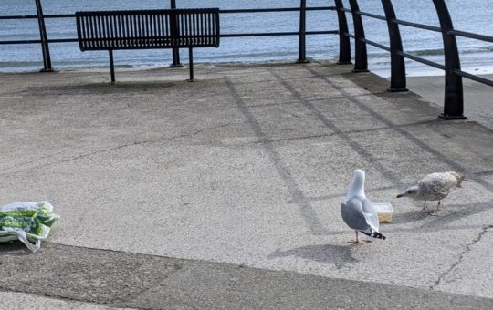 Two seagulls approach a tupperware box of chips. A speaker in a concealed plastic bag either shouts, speaks or plays robin song