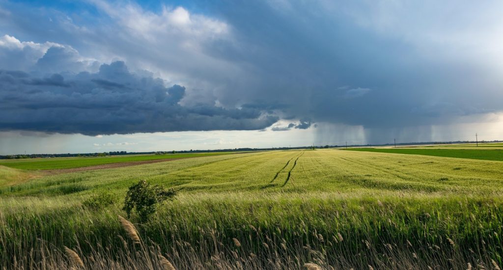 A rain storm on the horizon above a field of crops