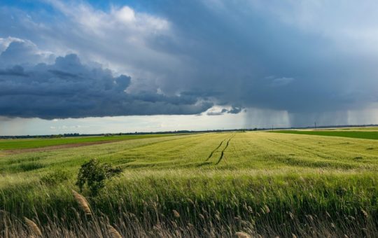 A rain storm on the horizon above a field of crops