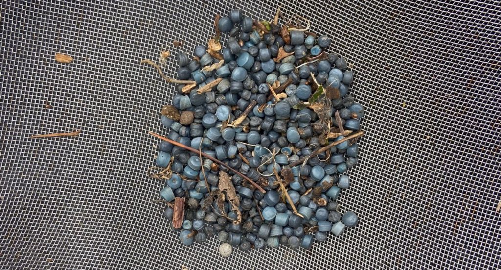 A large number of small plastic pellets in a sieve