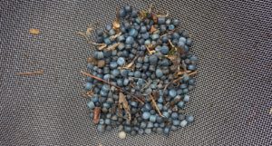 A large number of small plastic pellets in a sieve