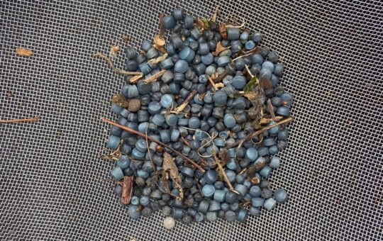 A large number of small plastic pellets in a sieve