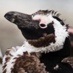 Penguins ‘starved to death en masse’ as food supply collapsed